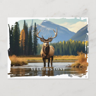 Postal Elk de Yellowstone