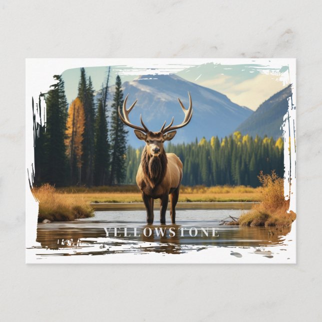 Postal Elk de Yellowstone (Anverso)
