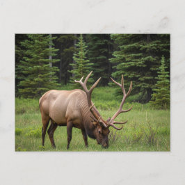 Postal Elk en el Parque Nacional Banff de Canadá