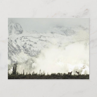Postal Elk en el Parque Nacional de Grand Teton