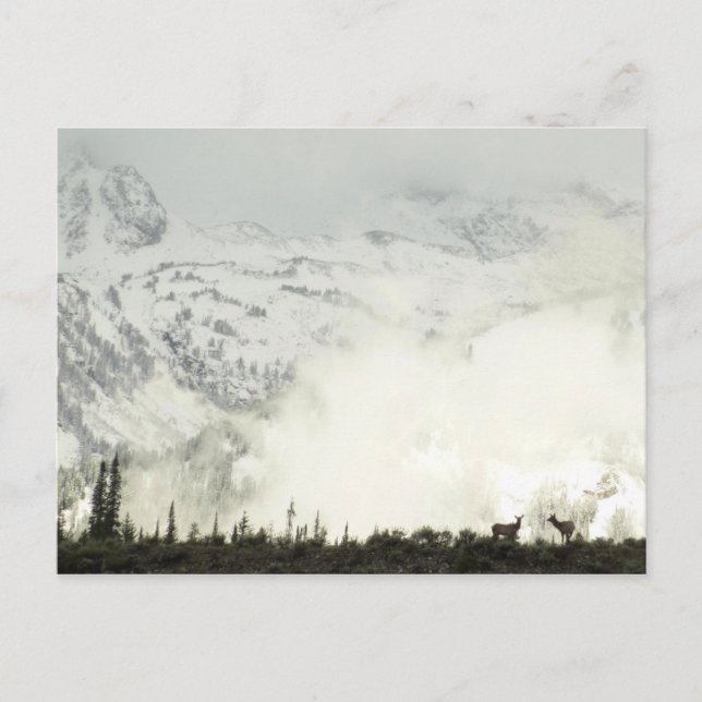 Postal Elk en el Parque Nacional de Grand Teton (Anverso)