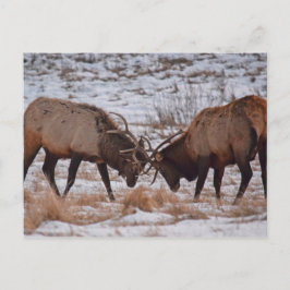 Postal Elk en el Parque Nacional de las Montañas Rocosas