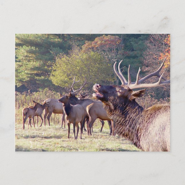 Postal Elk Herd (Anverso)
