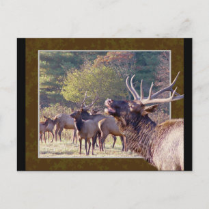 Postal Elk Herd 2