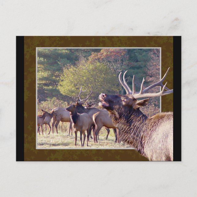 Postal Elk Herd 2 (Anverso)
