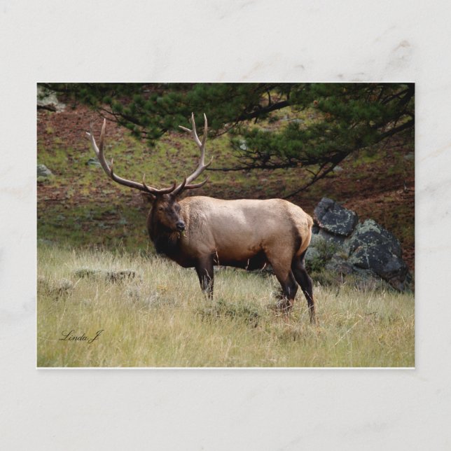 Postal Elk in the Wild (Anverso)