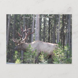 Postal Elk Masculino, Parque Nacional Grand Teton, Fotogr