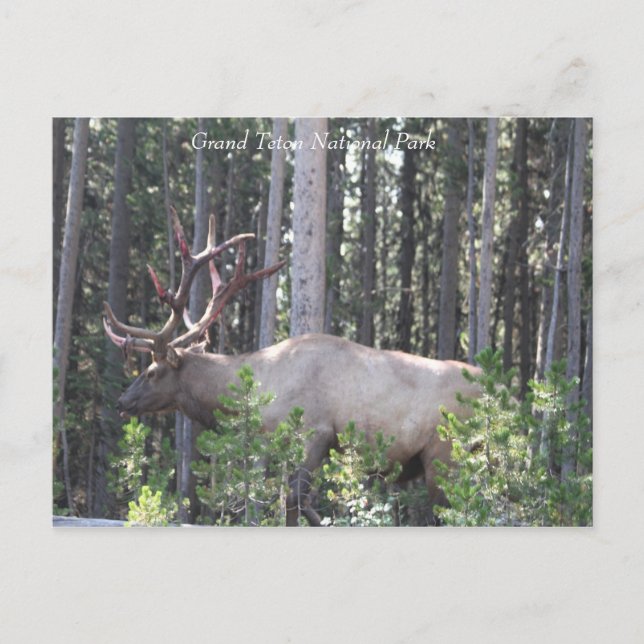 Postal Elk Masculino, Parque Nacional Grand Teton, Fotogr (Anverso)