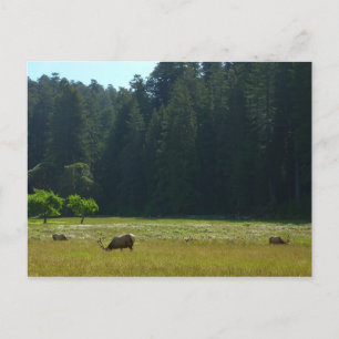 Postal Elk Meadow en el parque nacional de Redwood
