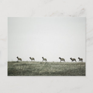 Postal Elk P2799