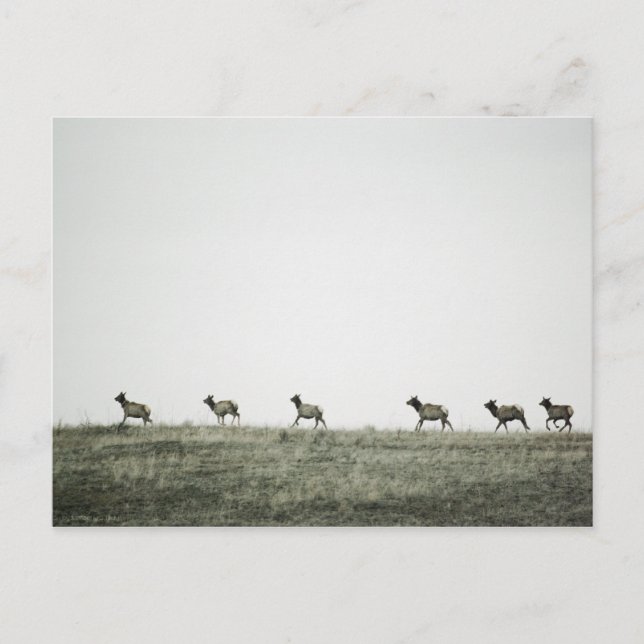 Postal Elk P2799 (Anverso)