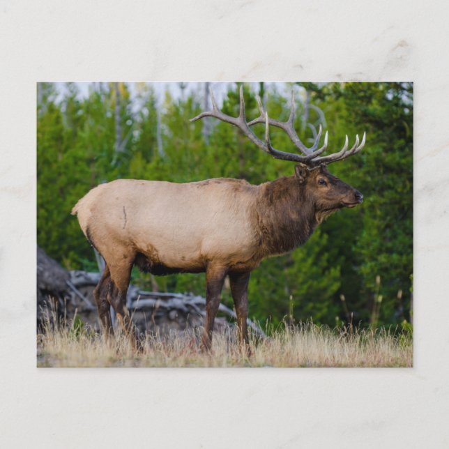 Postal Elk | Parque nacional Yellowstone, Wyoming (Anverso)