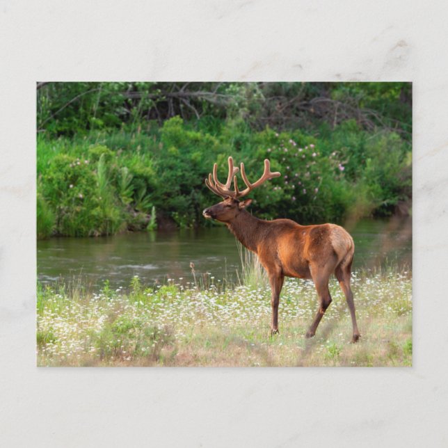 Postal Elk toro en la cordillera nacional de venado, Mont (Anverso)