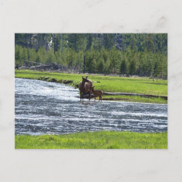 Postal Elk y el bebé en el río