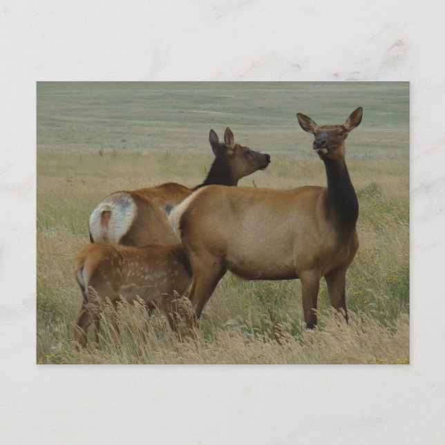 Postal Elk y ternera de vaca E61 (Anverso)