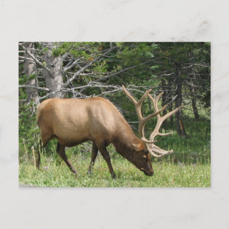 Postal Elk Yellowstone