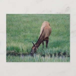 Postal Elk-Yellowstone