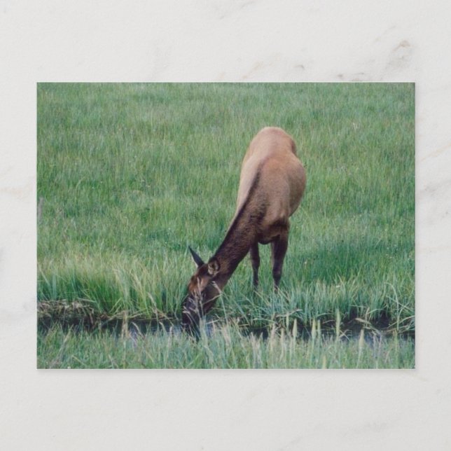 Postal Elk-Yellowstone (Anverso)