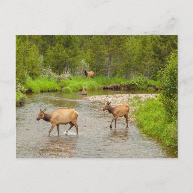 Postal Elks cruzando el río Colorado (Anverso)