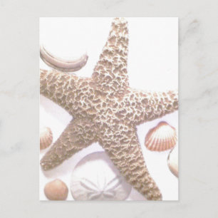 Postal Ella vende conchas marinas