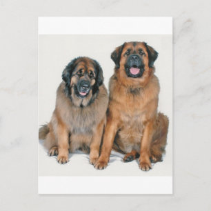 Postal Elsa y Wellington