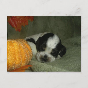 Postal ELVIS, Blue roan y tan American cocker spanipup