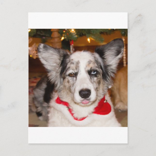 Postal ¡Embaucamiento de Bah!!! (Anverso)