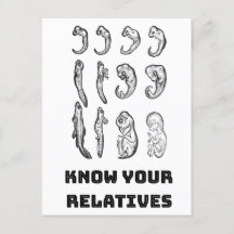 Embriogénesis de la evolución