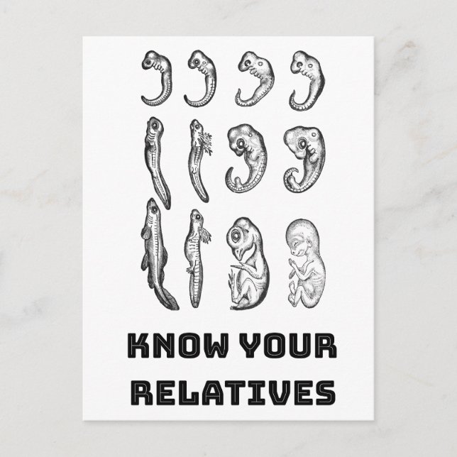 Postal Embriogénesis de la evolución (Anverso)