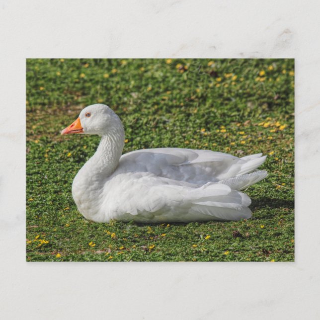 Postal Emden Goose, Lago Roath Park, Cardiff, Gales. (Anverso)