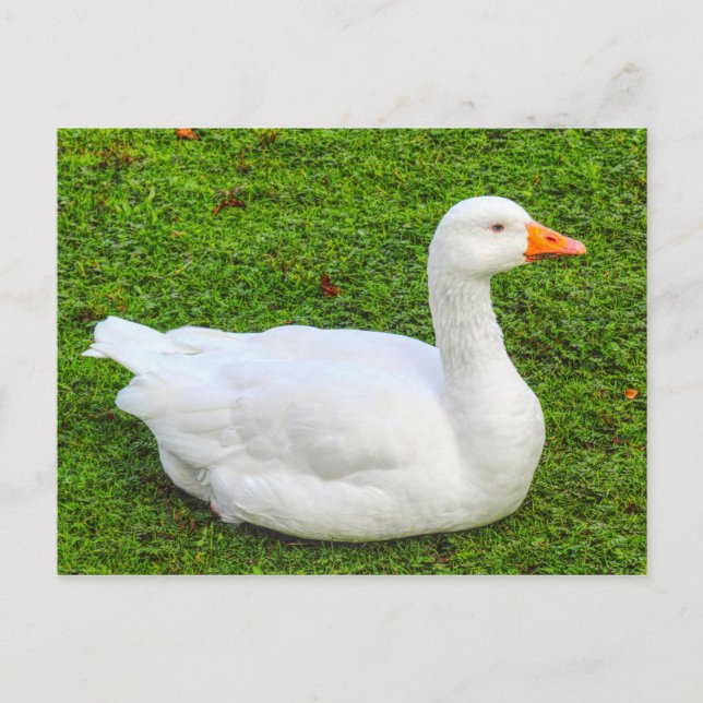 Postal Emden Goose, Lago Roath Park, Cardiff, Gales. Publ (Anverso)