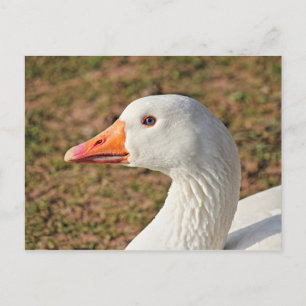 Postal Emden Goose Postcard