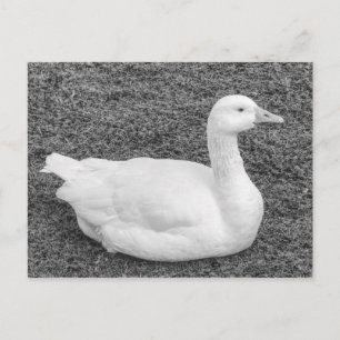 Postal Emden Goose, Roath Park Lake, Cardiff, Wales B&W