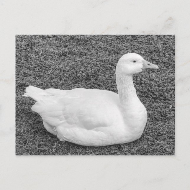 Postal Emden Goose, Roath Park Lake, Cardiff, Wales B&W (Anverso)