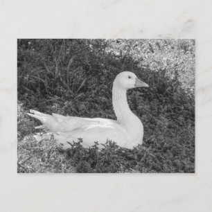 Postal Emden Goose Sitting in the Shade B&W