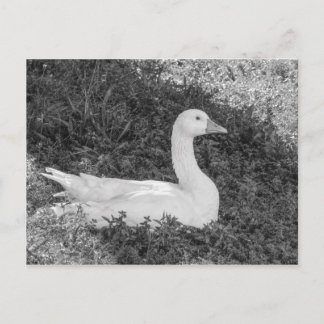 Postal Emden Goose Sitting in the Shade B&W