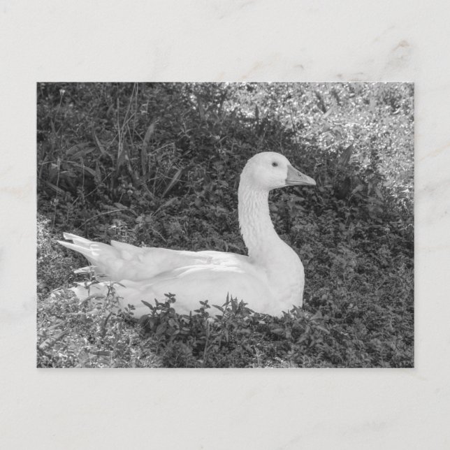 Postal Emden Goose Sitting in the Shade B&W (Anverso)