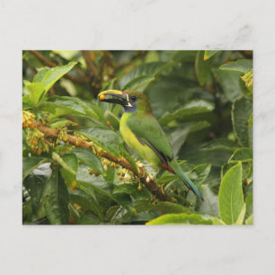 Postal Emerald Toucanet