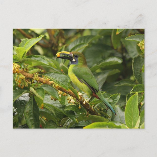 Postal Emerald Toucanet (Anverso)