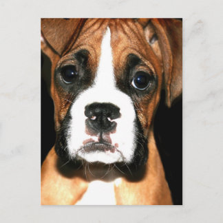 Postal emergente Boxer