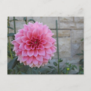 Postal Emory Paul Dinnerplate Dahlia Flower