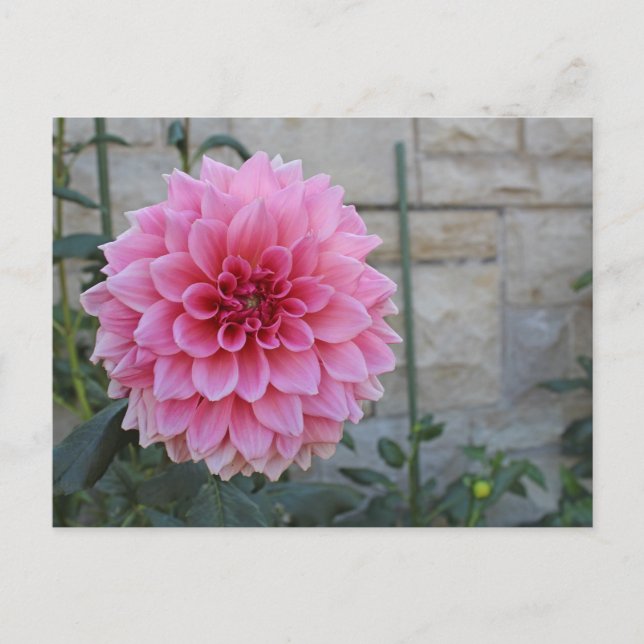 Postal Emory Paul Dinnerplate Dahlia Flower (Anverso)