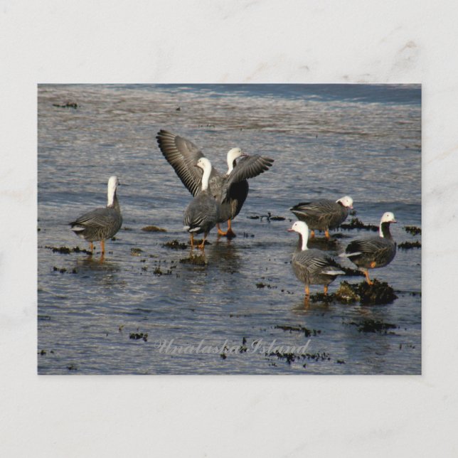 Postal Emperador Geese, Isla Unalaska (Anverso)
