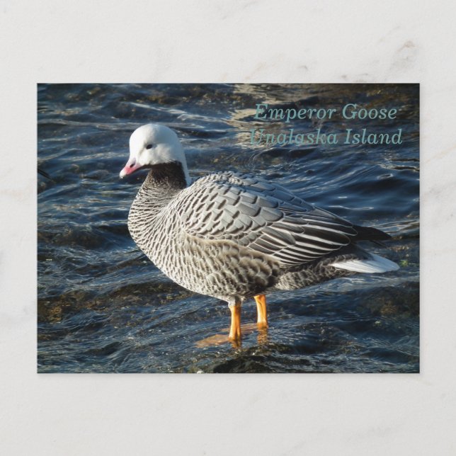 Postal Emperador Goose en la isla Unalaska (Anverso)