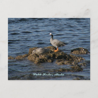 Postal Emperador Goose & Great Gray Gull, puerto holandés