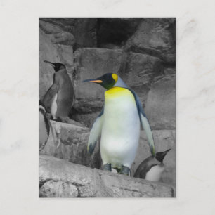 Postal Emperador Penguin