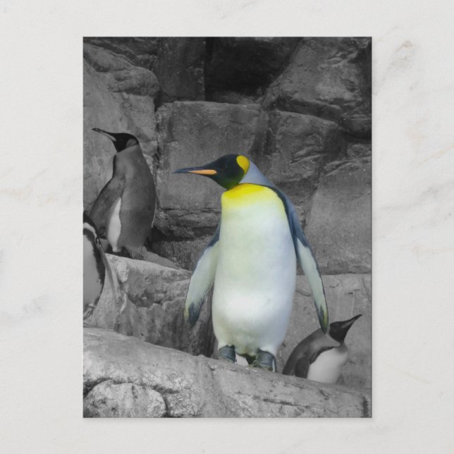 Postal Emperador Penguin (Anverso)
