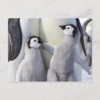 Emperador Penguin Chick