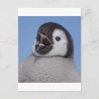 Postal Emperador Penguin Chick