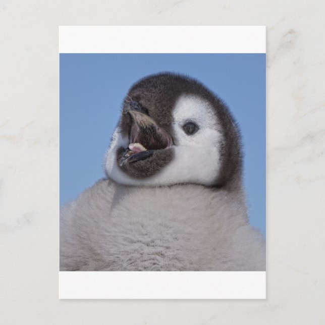 Postal Emperador Penguin Chick (Anverso)